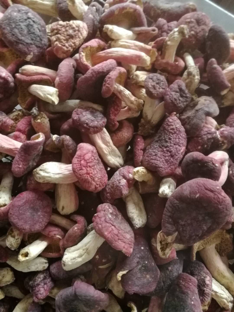 正宗野生红菇