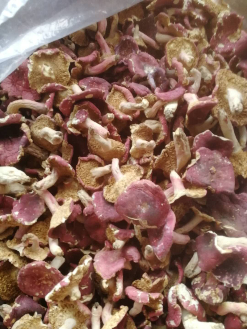 正宗野生红菇