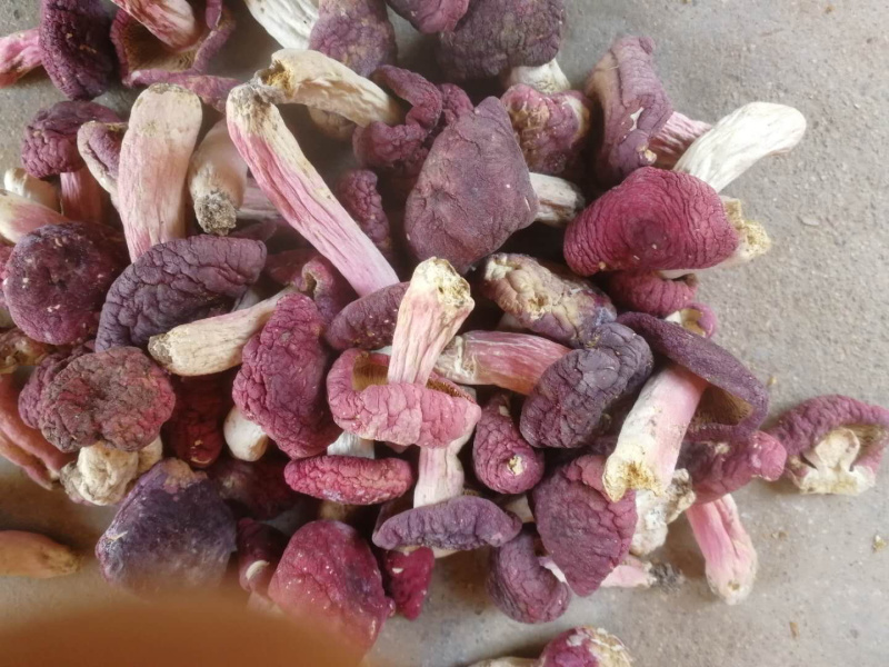 正宗野生红菇