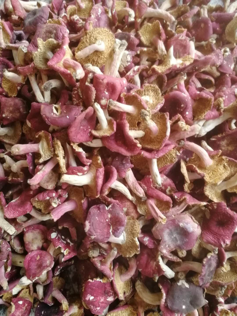 正宗野生红菇
