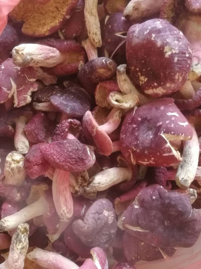 正宗野生红菇
