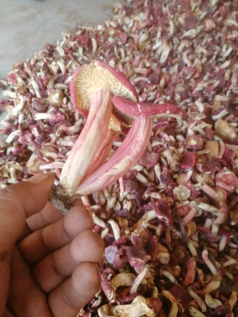 正宗野生红菇