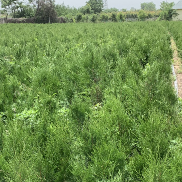 侧柏