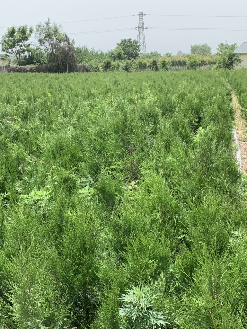 侧柏