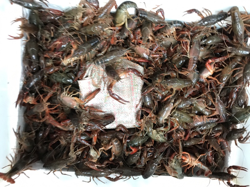 诚信经营各种规格小龙虾