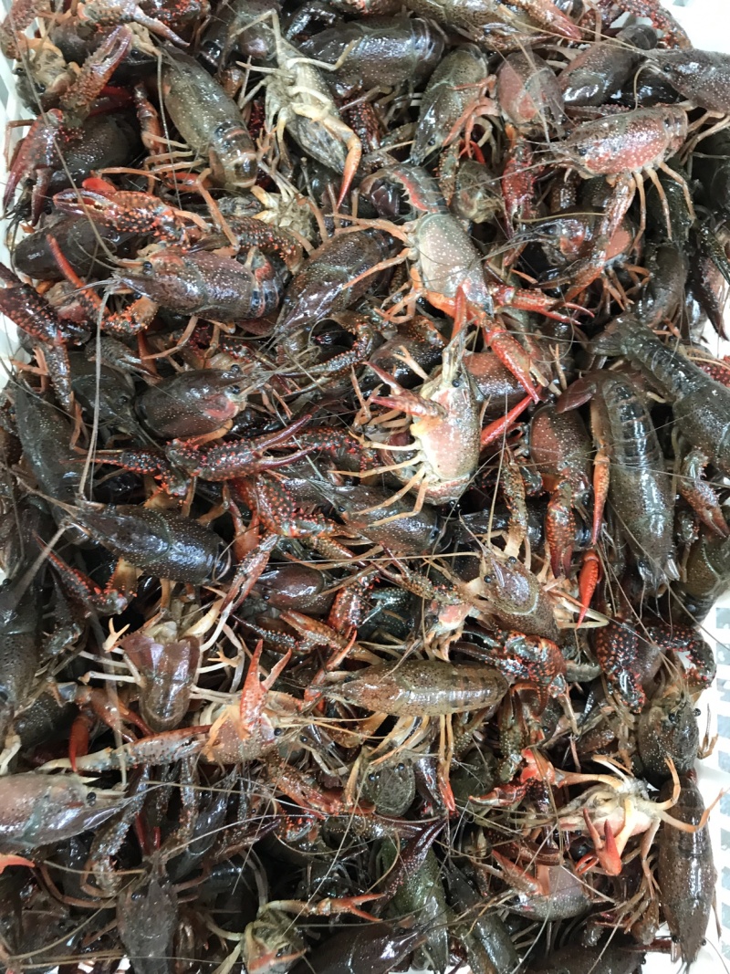 诚信经营各种规格小龙虾