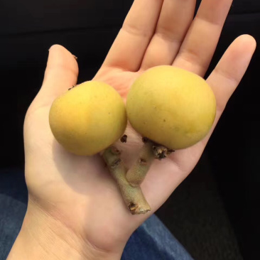 枇杷