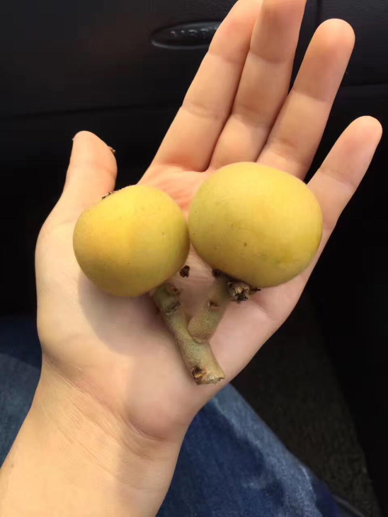 枇杷