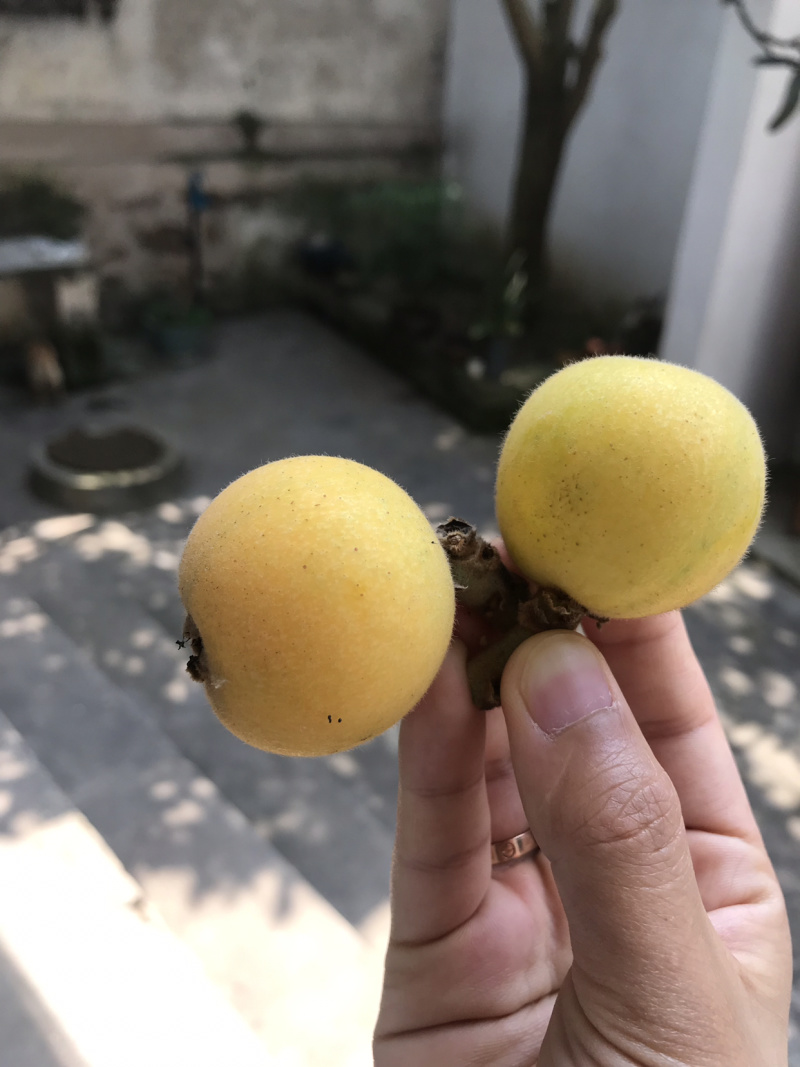 枇杷