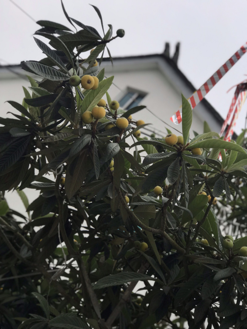 枇杷