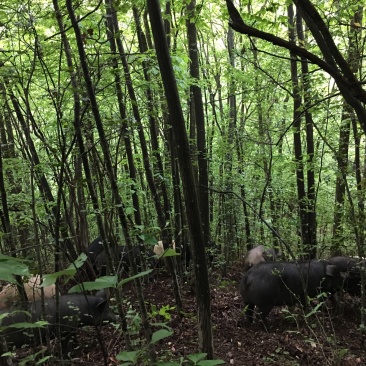 高山放养生态猪特价预定中，无饲料激素抗生素瘦肉精有害物
