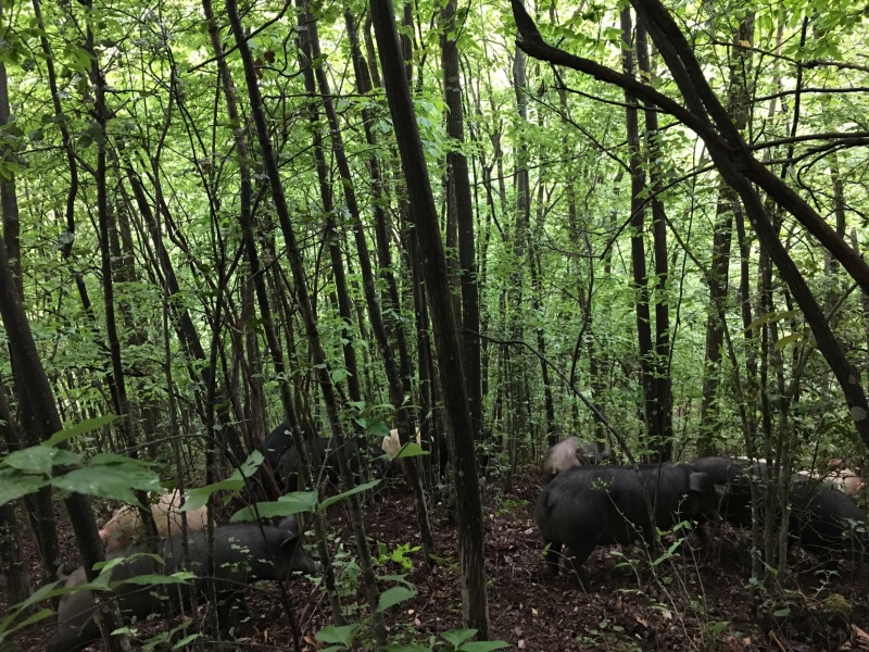 高山放养生态猪特价预定中，无饲料激素抗生素瘦肉精有害物