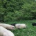 高山放养生态猪特价预定中，无饲料激素抗生素瘦肉精有害物
