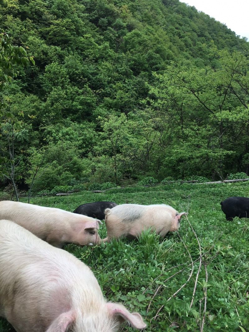 高山放养生态猪特价预定中，无饲料激素抗生素瘦肉精有害物