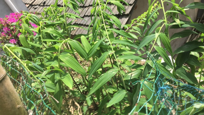 黄精大别山多花姜型甜黄精