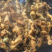 黄精大别山多花姜型甜黄精