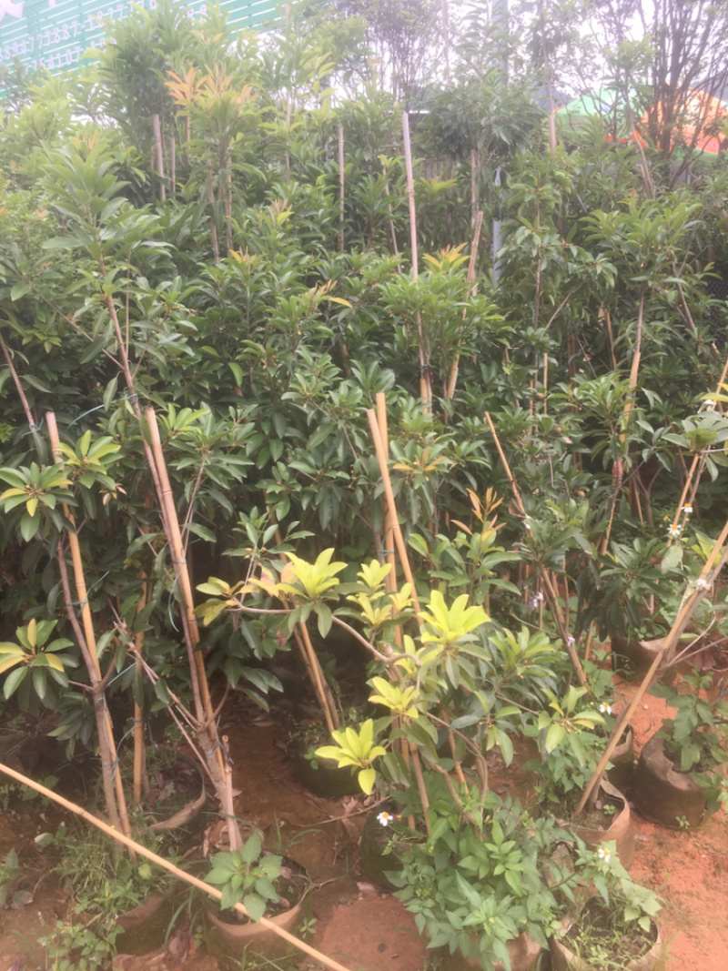 人心果树苗优质嫁接果树苗南方方种植当年结果
