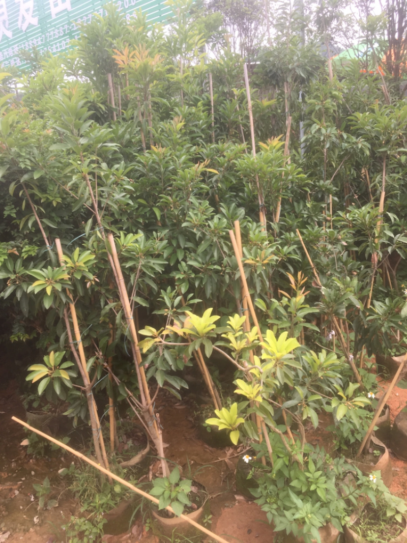 人心果树苗优质嫁接果树苗南方方种植当年结果