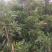 人心果树苗优质嫁接果树苗南方方种植当年结果
