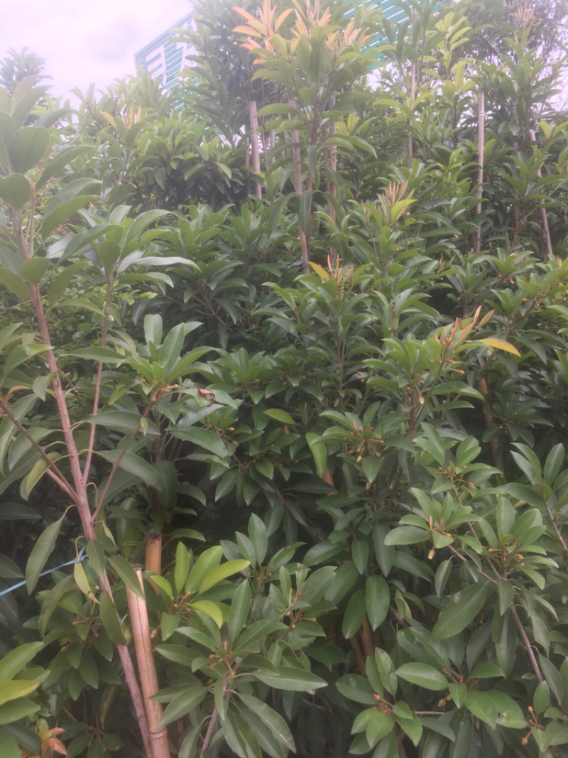 人心果树苗优质嫁接果树苗南方方种植当年结果