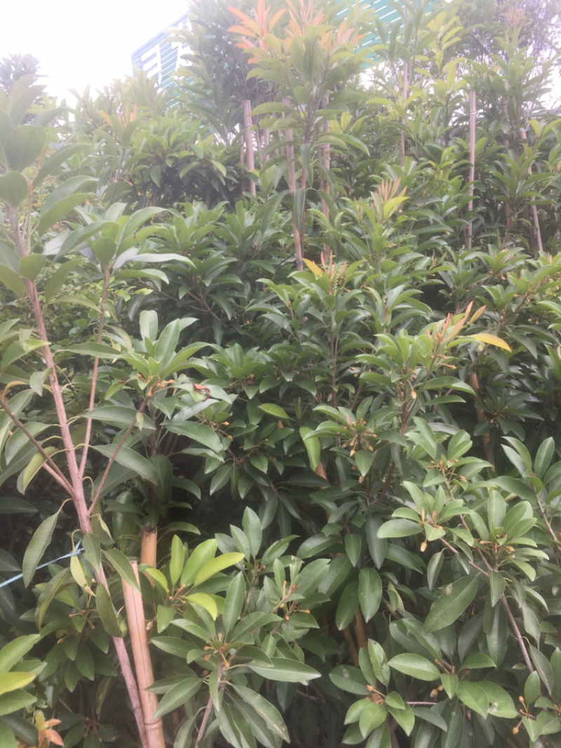 人心果树苗优质嫁接果树苗南方方种植当年结果