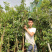 人心果树苗优质嫁接果树苗南方方种植当年结果