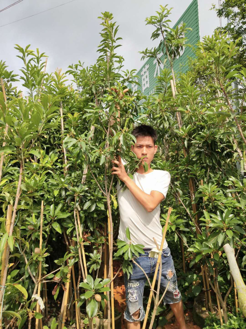 人心果树苗优质嫁接果树苗南方方种植当年结果