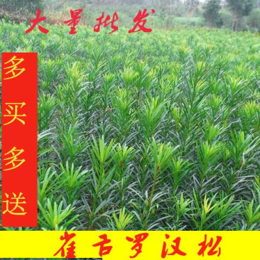 热卖南方罗汉松苗罗汉松树苗园林庭院绿化苗基地直发