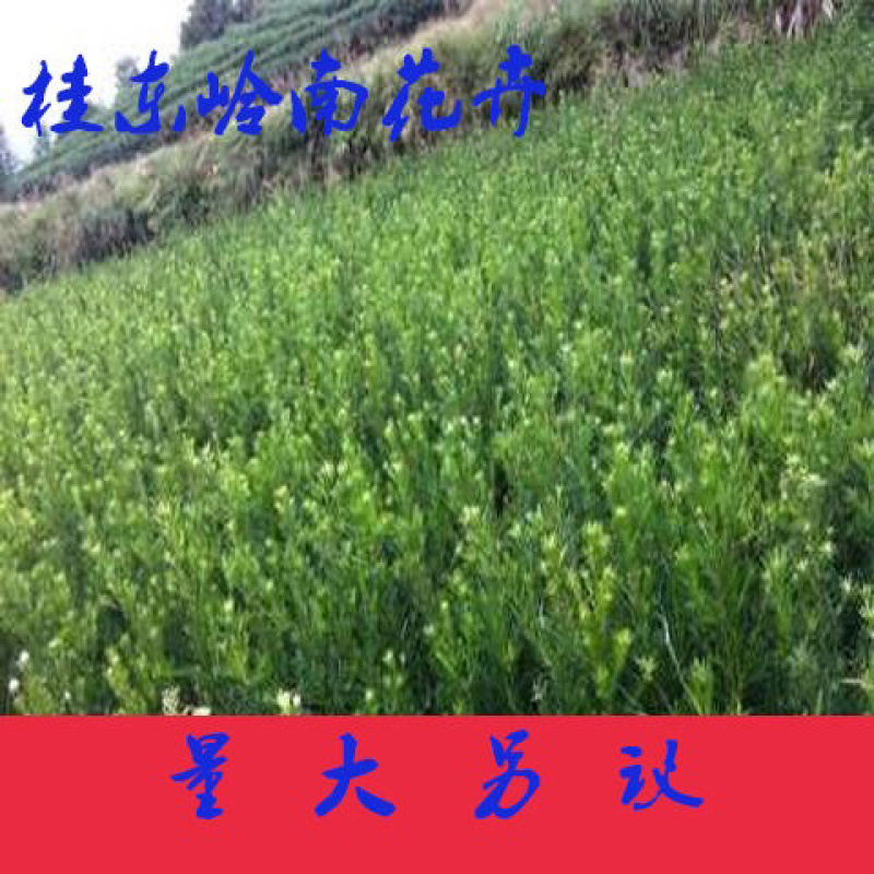 热卖南方罗汉松苗罗汉松树苗园林庭院绿化苗基地直发