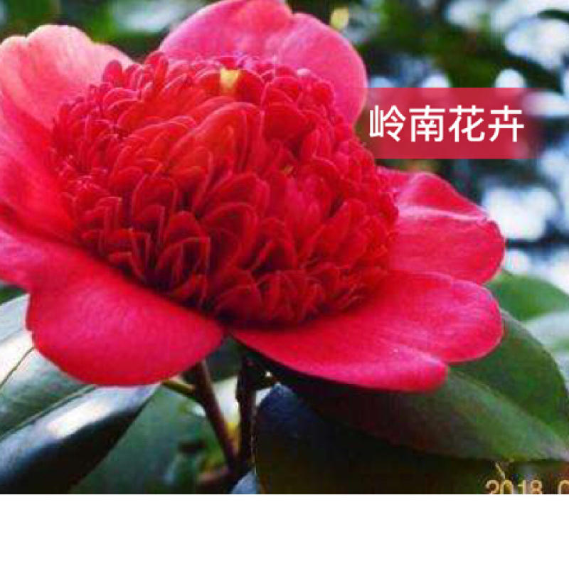 热卖茶花九曲九芯五色赤丹茶花树苗园林庭院绿化基地直销