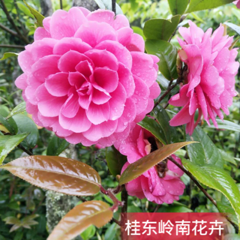 热卖茶花九曲九芯五色赤丹茶花树苗园林庭院绿化基地直销
