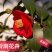 热卖茶花九曲九芯五色赤丹茶花树苗园林庭院绿化基地直销