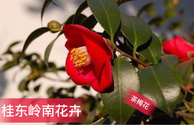 热卖茶花九曲九芯五色赤丹茶花树苗园林庭院绿化基地直销