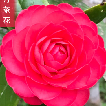 热卖茶花九曲九芯五色赤丹茶花树苗园林庭院绿化基地直销