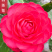 热卖茶花九曲九芯五色赤丹茶花树苗园林庭院绿化基地直销