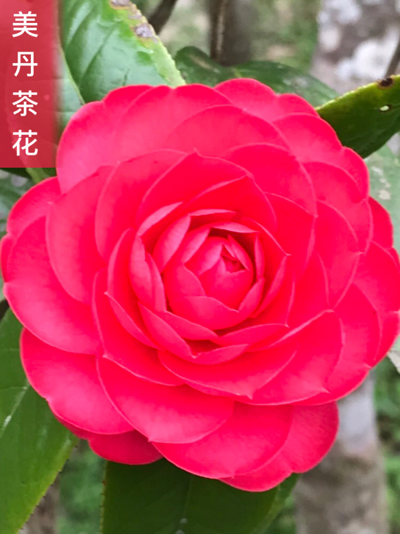 热卖茶花九曲九芯五色赤丹茶花树苗园林庭院绿化基地直销