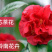 热卖茶花九曲九芯五色赤丹茶花树苗园林庭院绿化基地直销