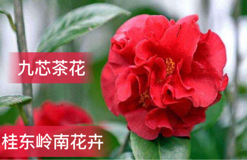 热卖茶花九曲九芯五色赤丹茶花树苗园林庭院绿化基地直销