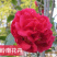 热卖茶花九曲九芯五色赤丹茶花树苗园林庭院绿化基地直销