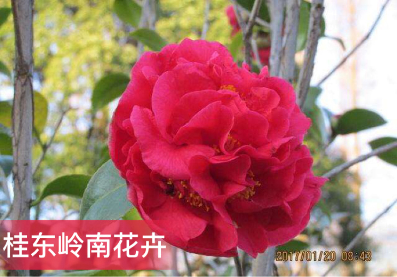 热卖茶花九曲九芯五色赤丹茶花树苗园林庭院绿化基地直销