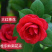 热卖茶花九曲九芯五色赤丹茶花树苗园林庭院绿化基地直销