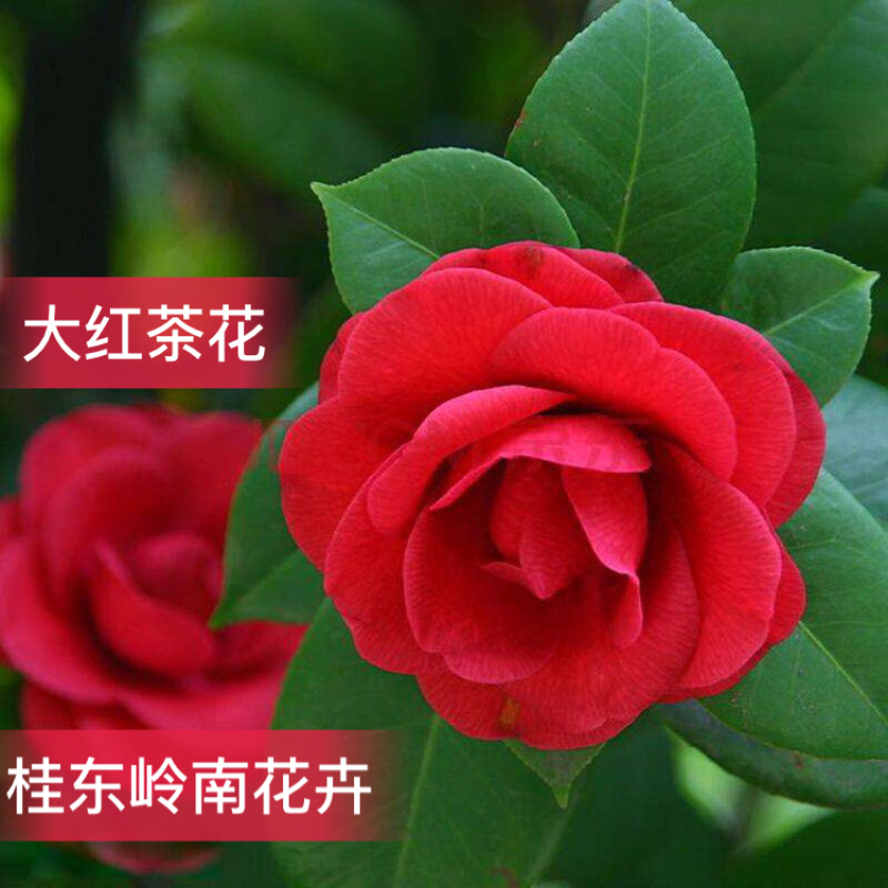 热卖茶花九曲九芯五色赤丹茶花树苗园林庭院绿化基地直销