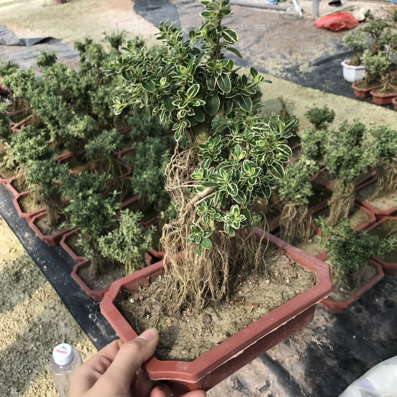 提根六月雪小盆景老桩六月雪小苗室内客厅植物盆栽悬崖树