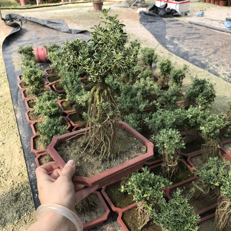 提根六月雪小盆景老桩六月雪小苗室内客厅植物盆栽悬崖树