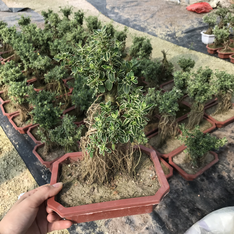提根六月雪小盆景老桩六月雪小苗室内客厅植物盆栽悬崖树