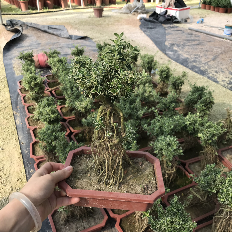 提根六月雪小盆景老桩六月雪小苗室内客厅植物盆栽悬崖树