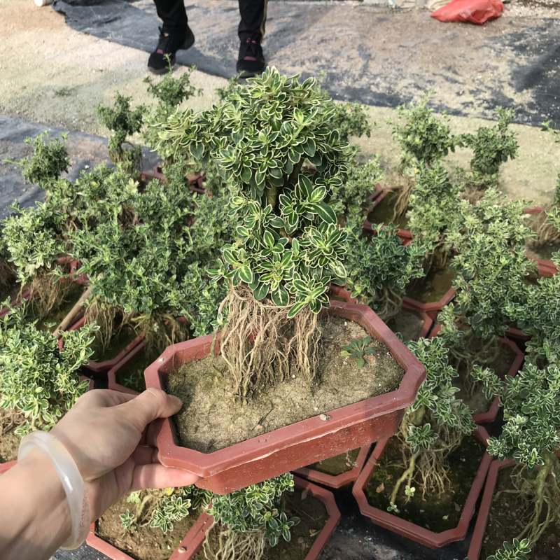 提根六月雪小盆景老桩六月雪小苗室内客厅植物盆栽悬崖树