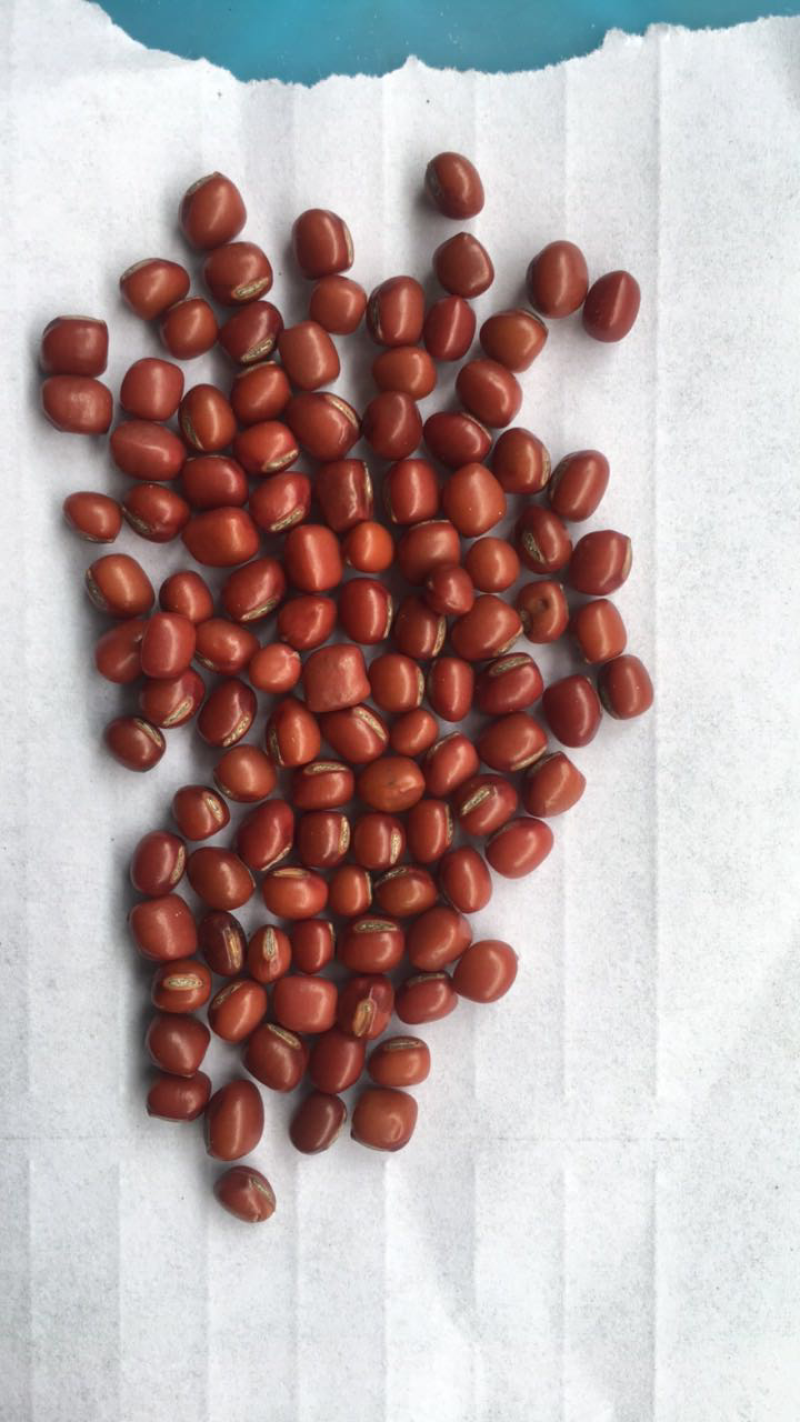 珍珠粒红小豆
