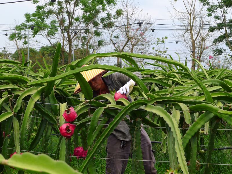 金都一号，海南红心火龙果基地直发量大从优一手货源