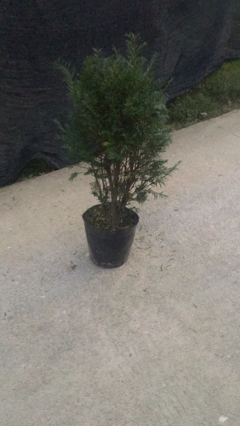 南方红豆杉苗30~40cm